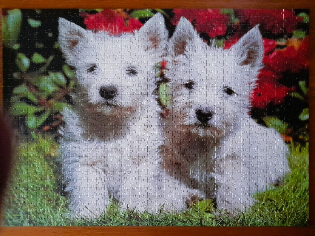 Puzzle "bébés westies" 1000p - RAVENSBURGER  