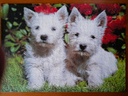 Puzzle "bébés westies" 1000p - RAVENSBURGER  