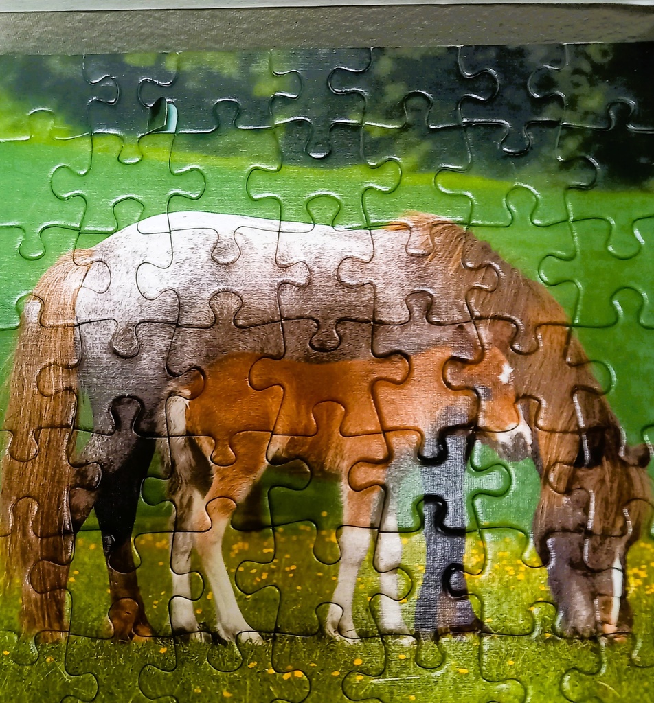 Puzzle "jument et son poulain 3x49p - RAVENSBURGER