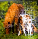 Puzzle "jument et son poulain 3x49p - RAVENSBURGER