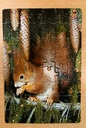Puzzle « Agneaux et écureuil » 2X48p - SCHMiDT 